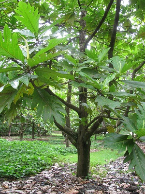 Artocarpus altilis (Ulu, breadfruit). Habit. Kahanu Gardens Hana, Maui, Hawaii
