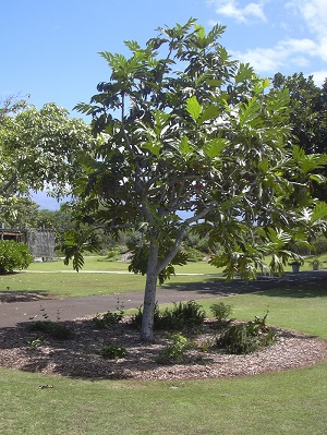 Growth habit Maui Nui Botanical Garden, Maui, Hawaii