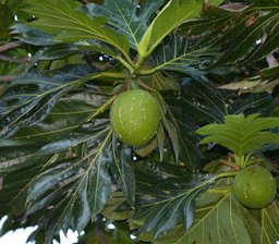 Breadfruit, Artocarpus altilis, a.k.a. Breadnut