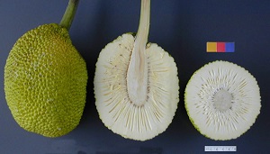The fruit of the breadfruit tree - whole, sliced lengthwise and in cross-section
