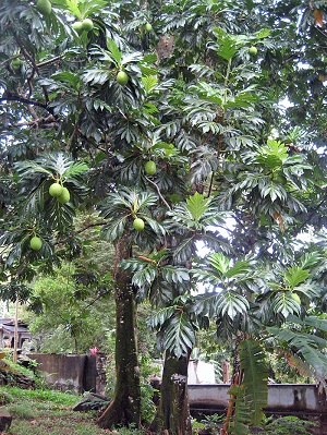 Artocarpus altilis ("Breadfruit") in Mahe, Seychelles