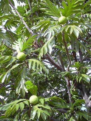 Artocarpus altilis (leaves and fruit). Location: Maui, Puehuihueiki cemetary Lahaina