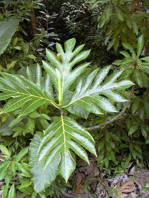 Artocarpus altilis (leaves). Location: Maui, Keanae Arboretum