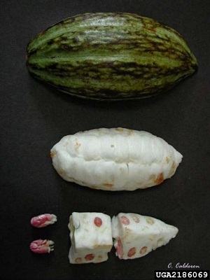 Cacao disected