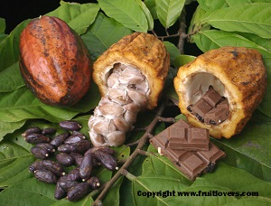 Cocoa fruit, seeds and chocolate