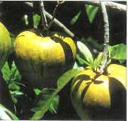 Canistel fruit