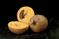 Lavulu - Egg fruit / Yellow sapote