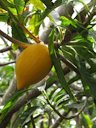 Pouteria campechiana (Eggfruit, canistel) Fruit and leaves at Pali o Waipio Huelo, Maui, Hawaii