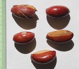 Pouteria campechiana seeds