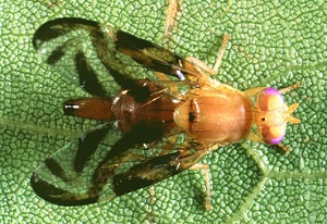Adult female Caribbean fruit fly, Anastrepha suspensa (Loew)
