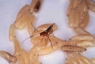 The endoparasitic braconid wasp, Diachasmimorpha longicaudata (Ashmead), parasitizing larvae of the Caribbean fruit fly, Anastrepha suspensa (Loew)