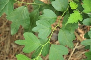 Leaf shape can vary from 3 lobes to none