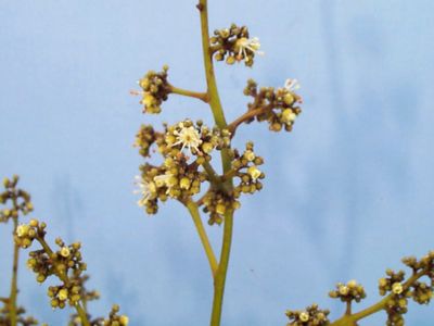 Male Mauritius Flowers in Full Bloom with Ripe Pollen.