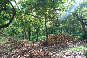View of the coconut grove at the La Chonita Hacienda in Tabasco, Mexico