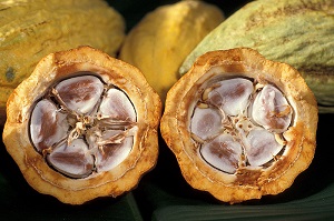 Cross-section of a healthy cacao pod