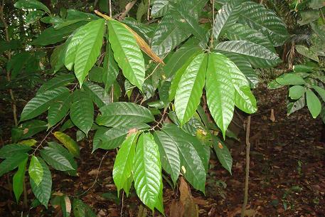 Cocao leaves