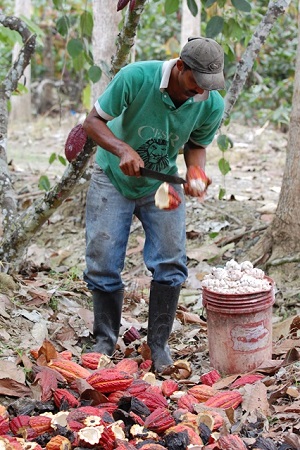 Cacao worker