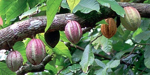 Cocoa pods at various stages of ripeness