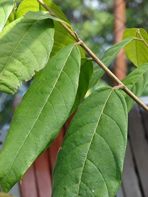Theobroma cacao (Cacao, cocoa tree). Leaves. Kula Ace Hardware and Nursery, Maui, Hawaii