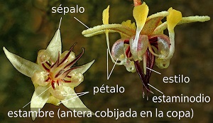 Theobroma cacao flower with Spanish labels