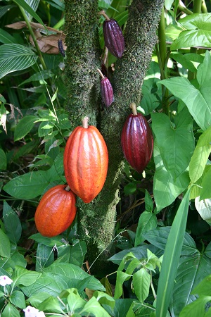 Cocoa pods in varying levels of ripeness growing on the trunk of a tree (cauliflory).