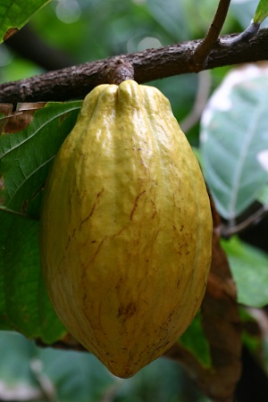Kakaofrucht (Theobroma cacao) im Pflanzenhaus des Luisenparks in Mannheim