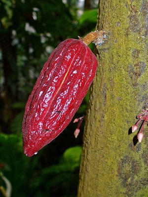 Theobroma cacao, Malvaceae, Cocoa Tree, Cacao Tree, flower. Botanical Garden KIT, Karlsruhe, Germany