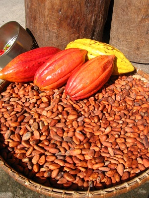 Inside the pods, that grow up the tree's trunk, are where the cocoa seeds are located