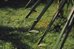 Cocos nucifera with "hookleaf", a mild symptom of B deficiency