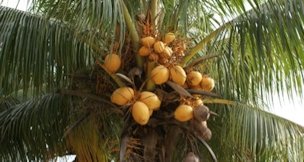 Maturing Coconuts