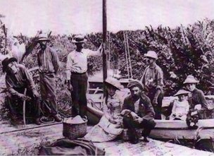 Coconut Collectors