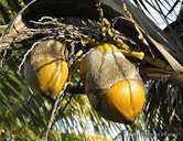 Coconuts with damage by coconut mite, Aceria guerreronis Keifer.
