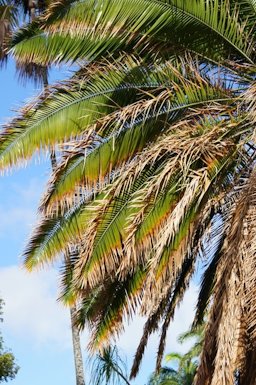 Potassium Deficiency on Coconut palm (Cocos nucifera), Marginal Necrosis