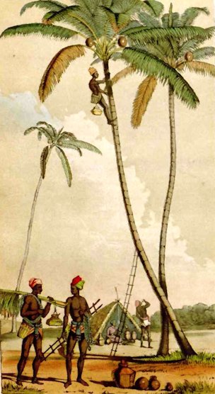 Toddy collectors at work on Cocos nucifera palms