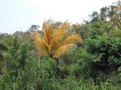 Leaf yellowing symptoms on Cocos nucifera