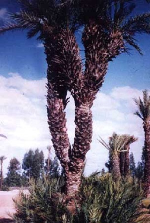 Branched date palm