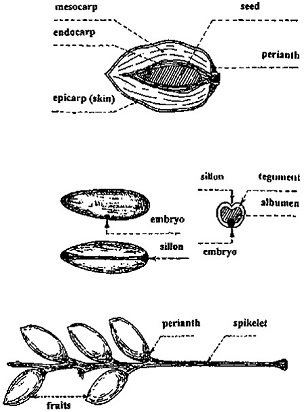 Morphology and anatomy of date palm fruit and seed.