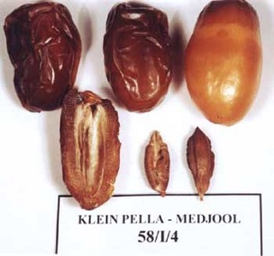 Fig. 11 Medjool samples showing fruit and seed characteristics