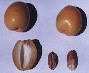Barhee samples (Khalal stage) showing fruit and seed characteristics