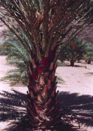 Date palm leaves grouped in 13 columns