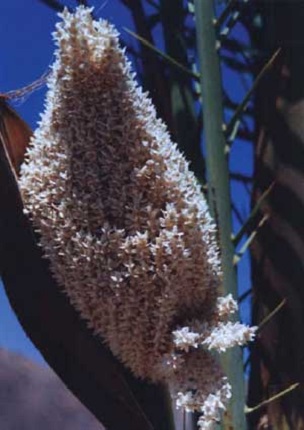 Date palm male inflorescence 4 days after opening.