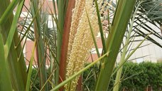 Female date palm inflorescence at Ajman University of Science and Technology, Ajman, UAE