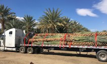 Truck load of Phoenix dactylifera Medjool date palms