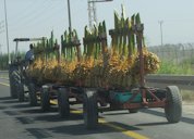 Transport of dates from harvesting site in Israel