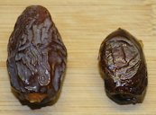 Two fruits of the Date Palm, The Left is a Medjool date, the right is a Khadrawi (or Hadrawi) date