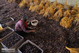 Growers harvesting Piarom date in Hormozga