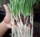 Date palm seedlings in hand