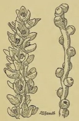 Fig. 28. On the left, a sprig of staminate or pollen-bearing flowers of the date palm ; on the right, pistillate flowers which will, if properly pollinated, develop into fruits.