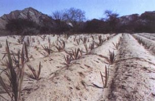 Date palm seedling plantation to select salt tolerant clones at Guanikontes (Swako-pmund, Namibia)