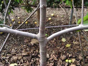 Well shaped Fig branches
